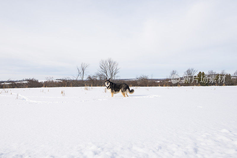 狗站在新雪中