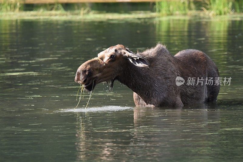 雌性麋鹿提要