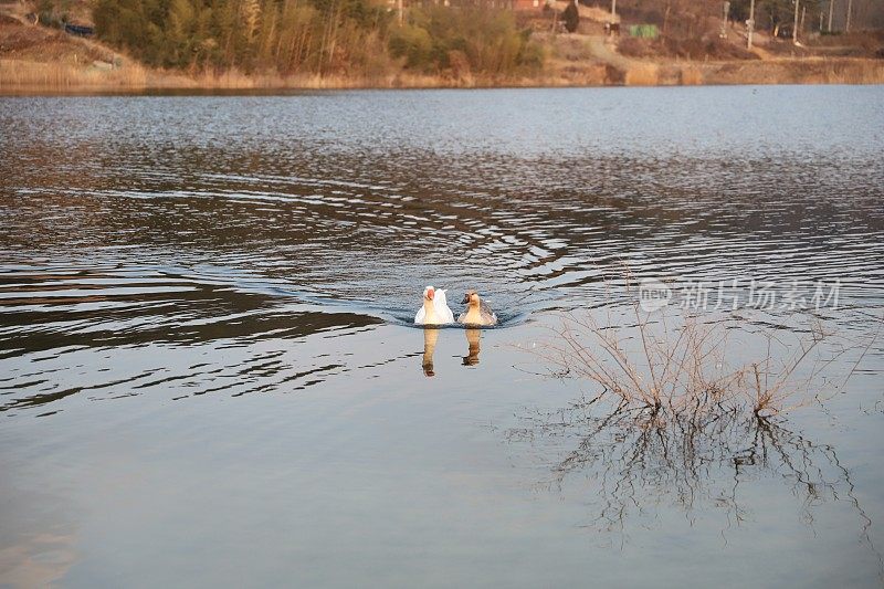 Daecheong湖鹅