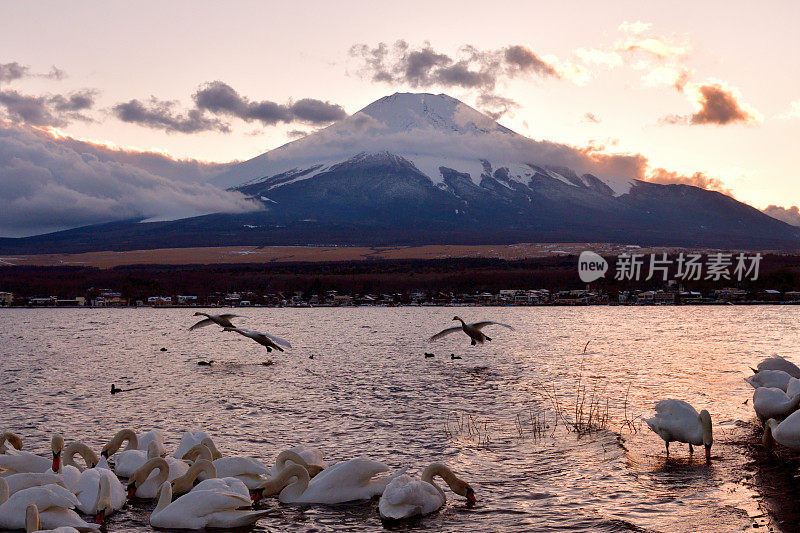 日落后的山中湖，白雪覆盖的富士山和天鹅