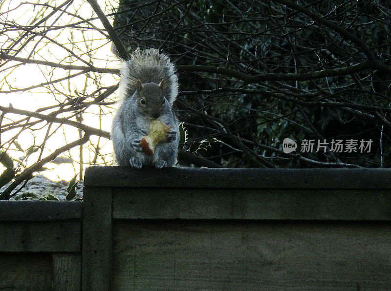 苹果松鼠