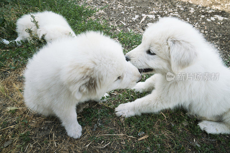 阿布鲁佐牧羊犬小狗