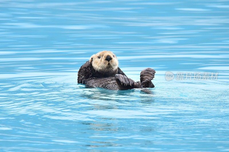 海獭休息室