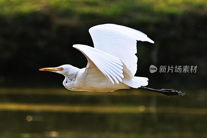 飞行中的大白鹭鸟。