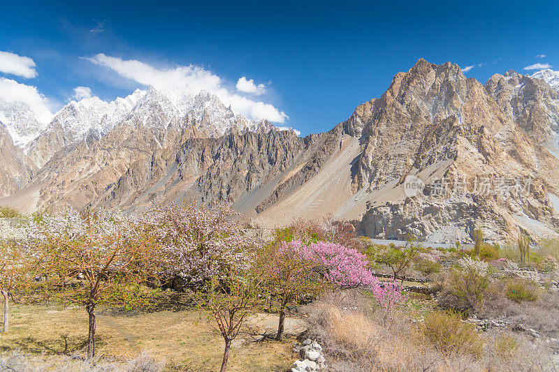 自然风景沿着喀喇昆仑山在罕萨山谷与樱花盛开的秋天巴基斯坦