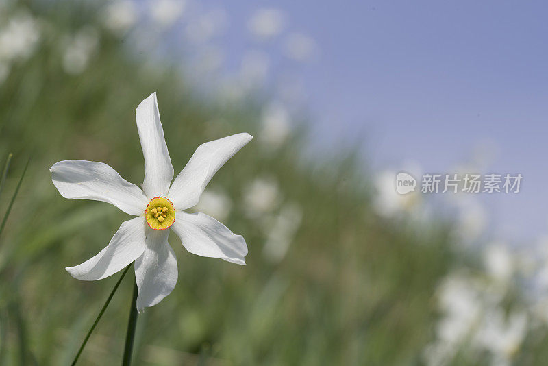 水仙花水仙花在模糊的花田上的山顶，Golica，斯洛文尼亚