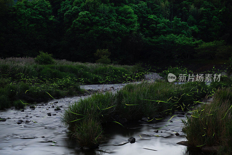 夜间森林里一条河的上空萤火虫在发光