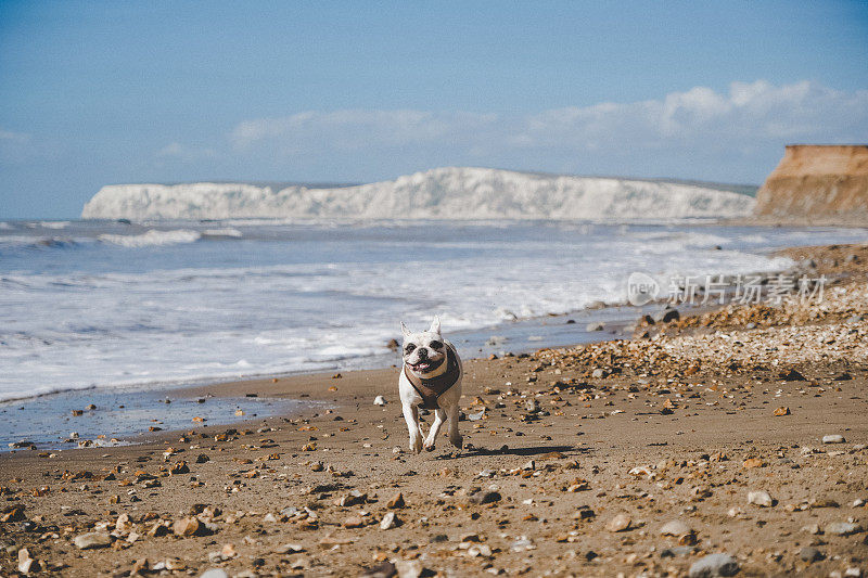 快乐的法国斗牛犬在英国怀特岛的海滩上奔跑