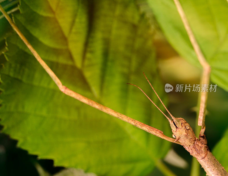 在绿叶宏上有长腿和头天线的棍子虫