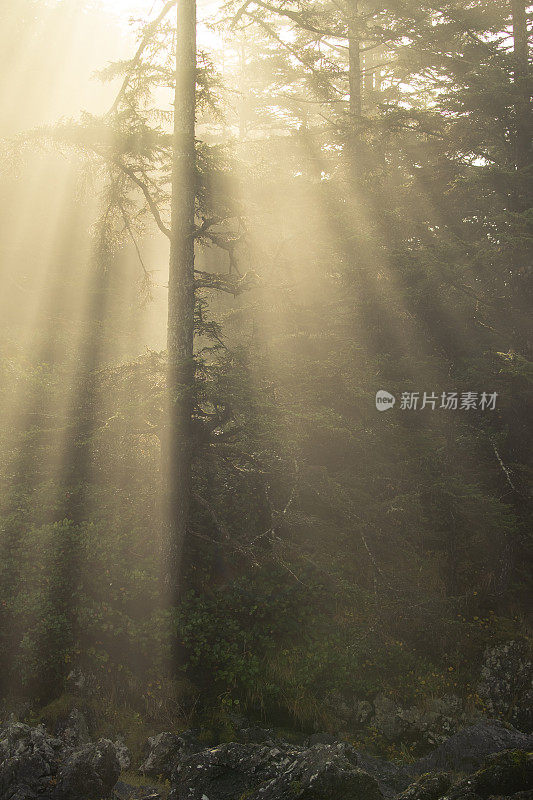 西北太平洋海岸线。