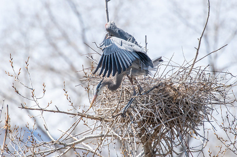 观察鸬鹚，大蓝鹭参与了春季筑巢和交配活动