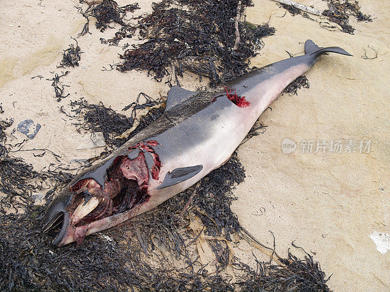 诺森伯兰郡海滩上的一只死海豚