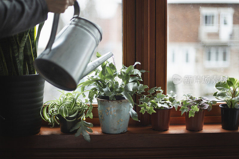 室内植物浇水