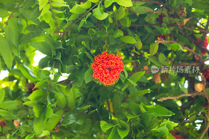 泰国热带树种的红色花朵