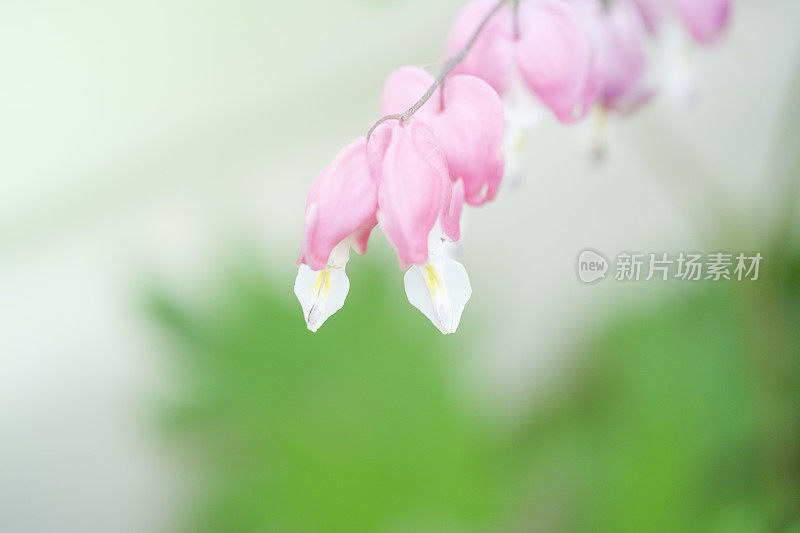 微距照片流血的心花