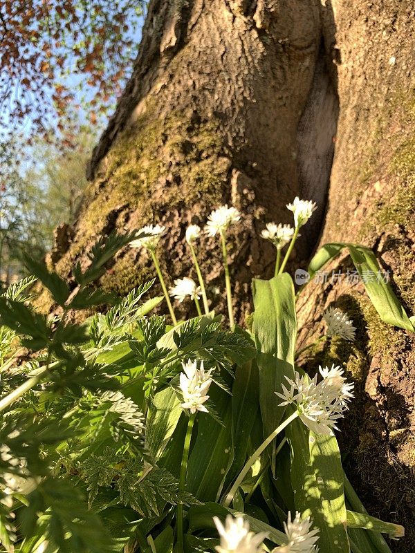 德国巴伐利亚州米斯巴赫一棵老树下的大蒜花(野生大蒜)