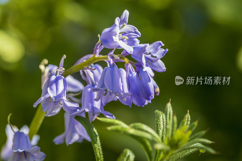 英语蓝球，非脚本风信子