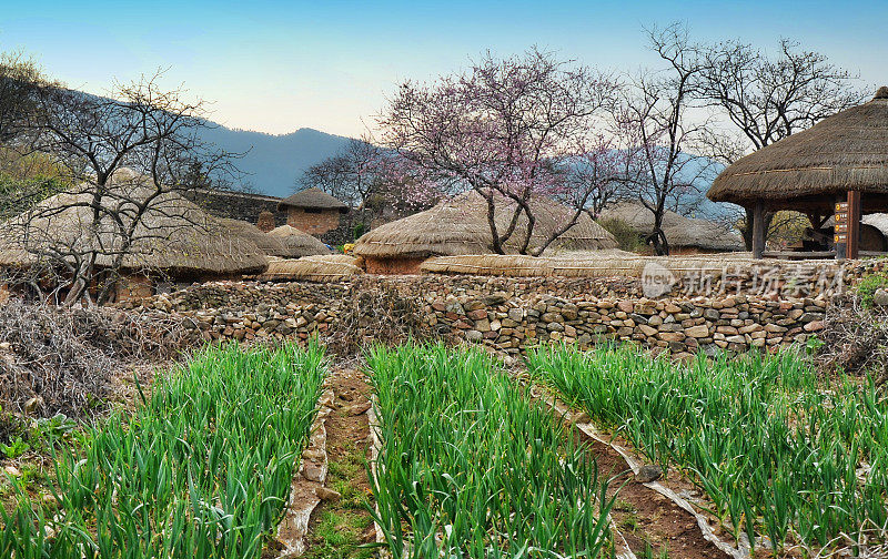 韩国南根北城村的洋葱。