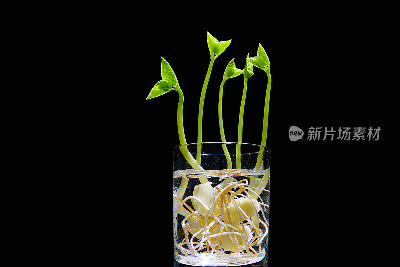 绿芽。植物播种和生长的步骤。绿色豆芽。花瓶内的绿叶植物