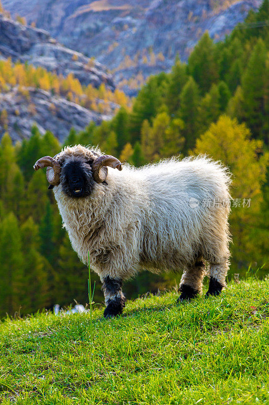 阿尔卑斯山的瓦莱黑鼻羊
