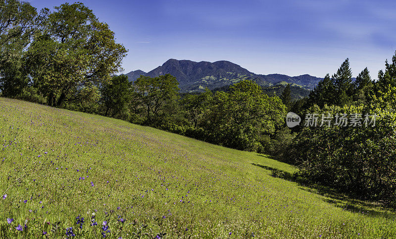 春天在Pepperwood保护区的圣赫勒拿山;圣罗莎;加利福尼亚州索诺玛县