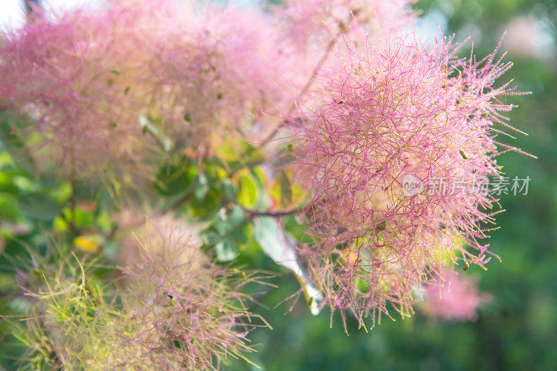 烟灌木黄栌花在春天的背景