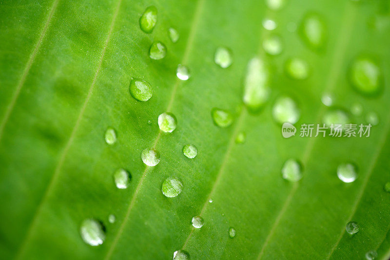 雨滴落在树叶上