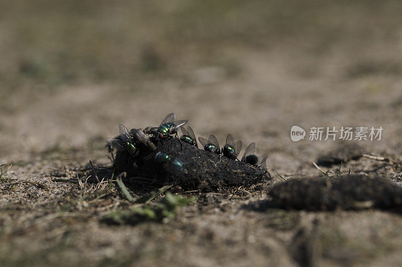 绿绿瓶子绿蝇享受狗屎盛宴