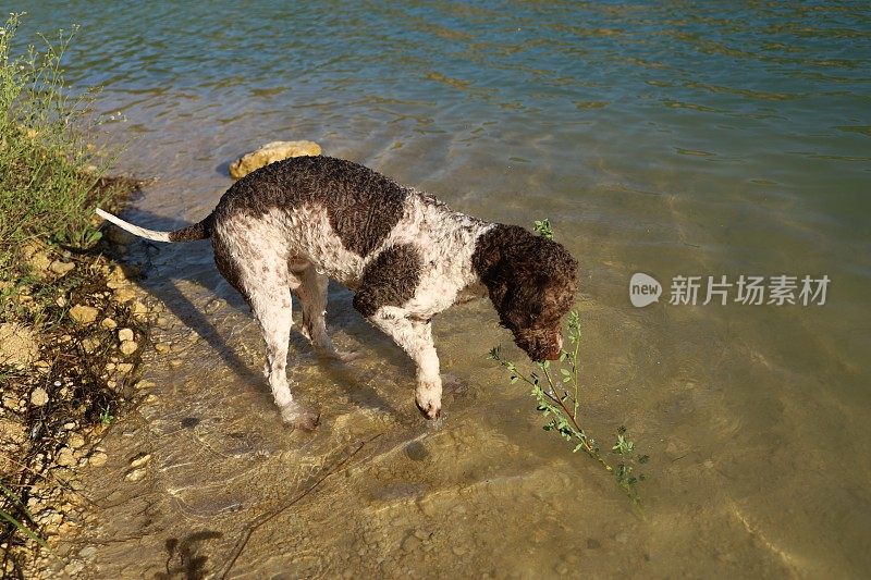 一只母狗在湖里游泳