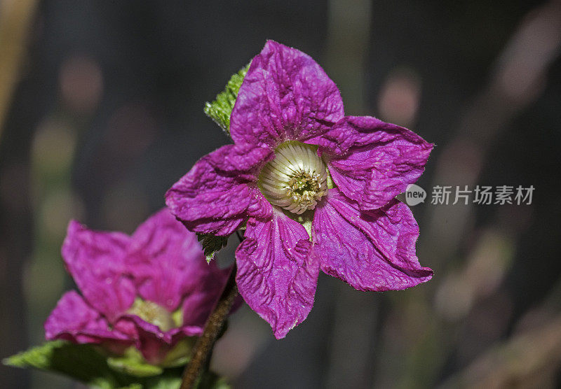 悬钩子(鲑莓)是蔷薇科的一种树莓，原产于北美西海岸，在阿拉斯加也有发现。锡特卡的声音,阿拉斯加。