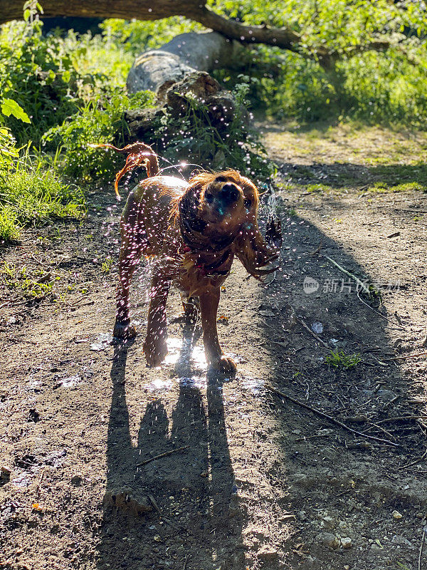 西班牙猎犬在河岸上摇水