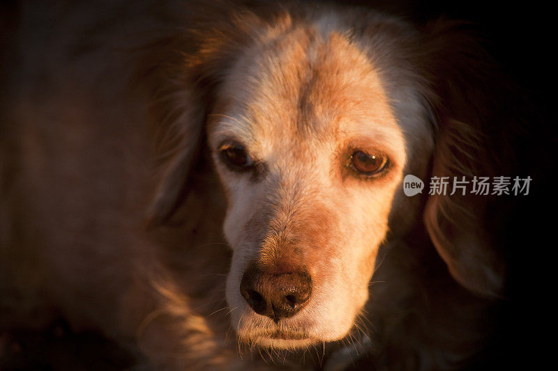 布列塔尼猎犬的头