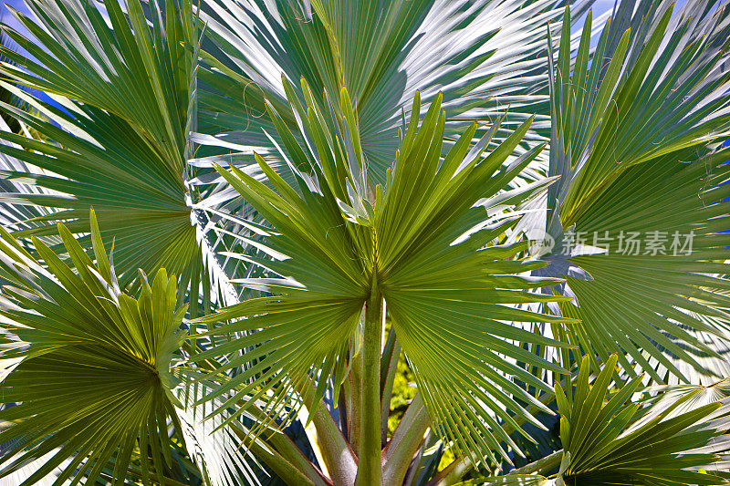 palm粉丝。