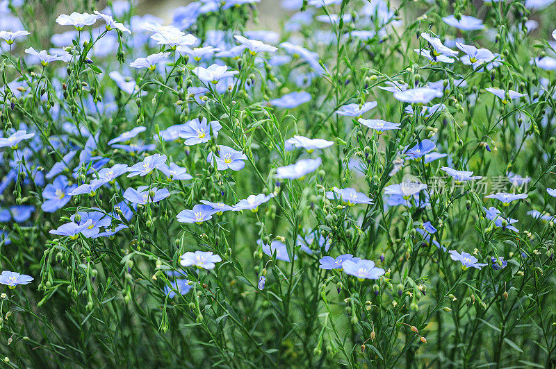 亚麻花