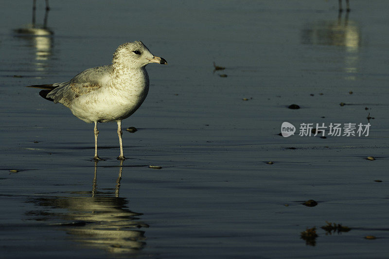 海鸥站在海岸线的浅水里