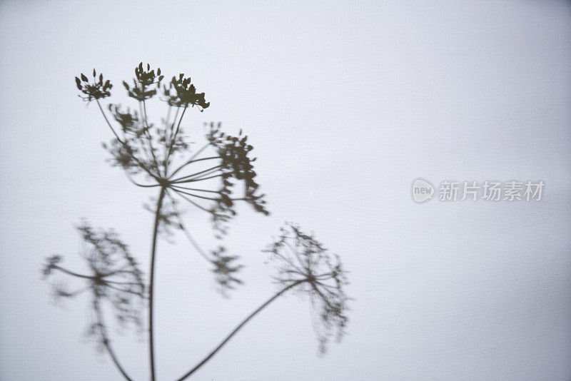 柔和的影子在白色的墙壁上划出一道条纹