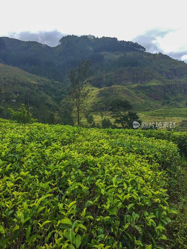 斯里兰卡山谷中的茶园