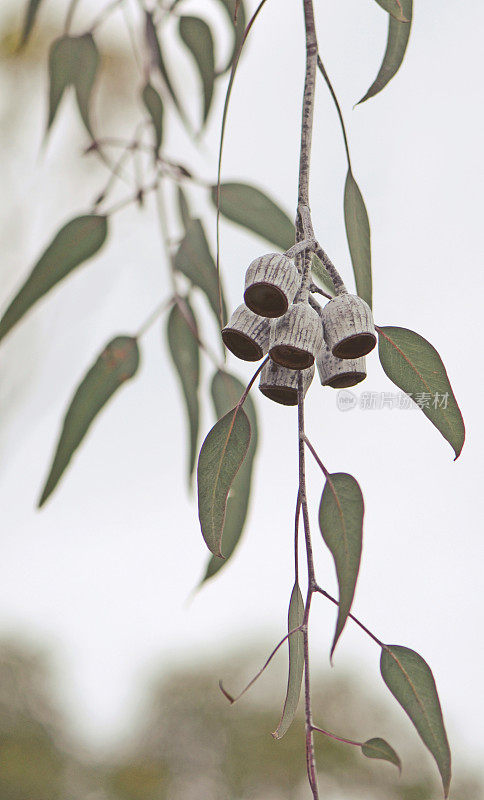 澳大利亚本土的银公主桉树——桉树的白色大树胶和灰绿色的叶子