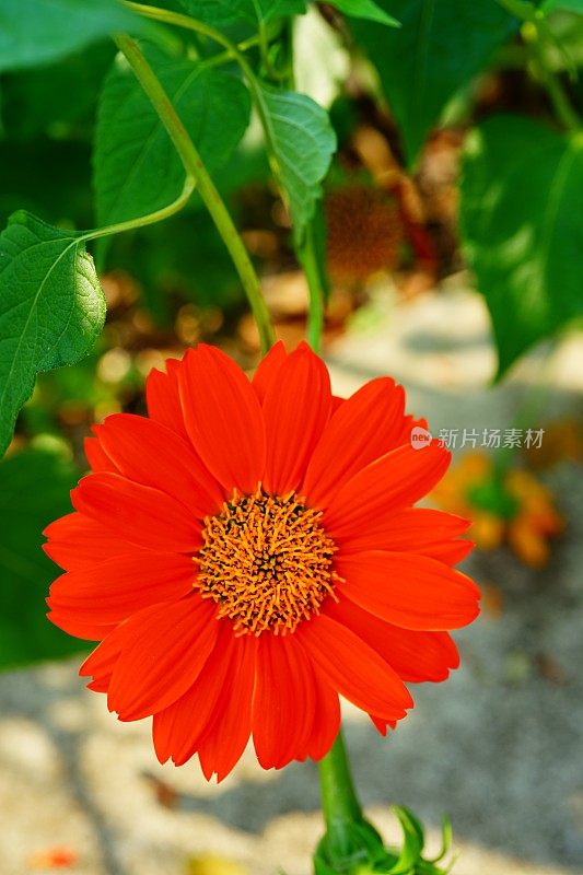 Zinnia线虫花