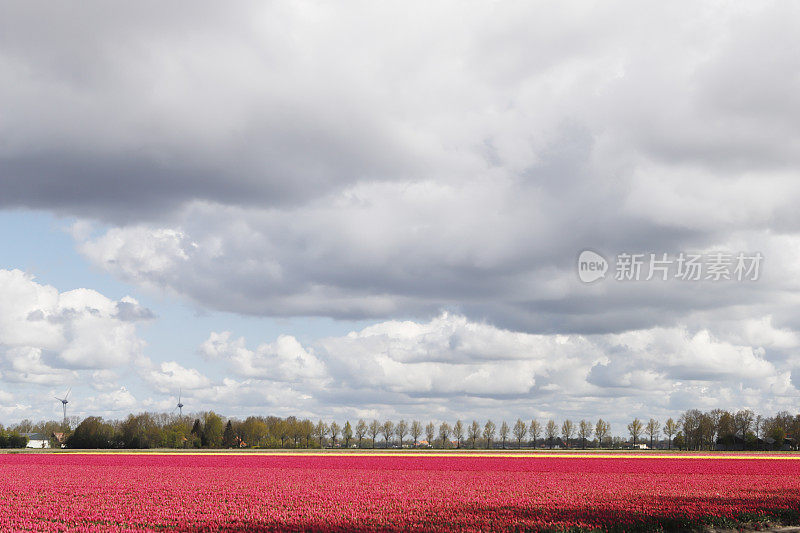 郁金香田在Noordoostpolder(荷兰)与风力涡轮机