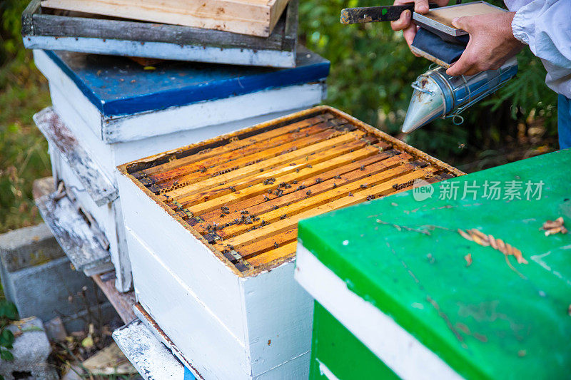 养蜂人正在和蜜蜂一起工作