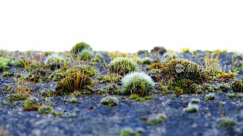 抽象的苔藓背景