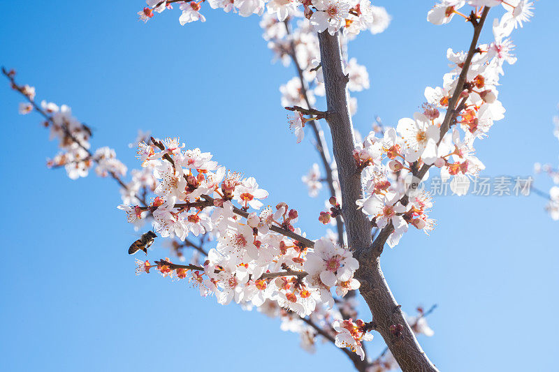 梅花