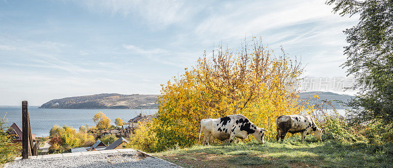 伏尔加河背景下的俄罗斯村庄里，两头黑白相间的奶牛在吃草