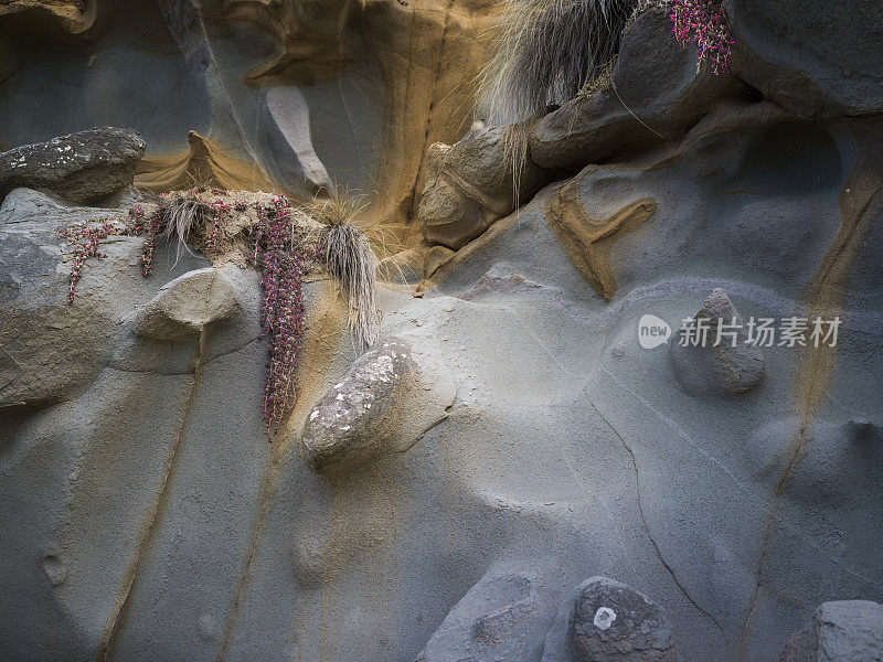 甲壳类和海洋生物学