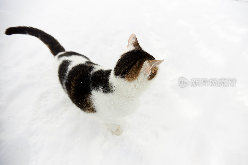 雪地里有只带着黑点的白猫，