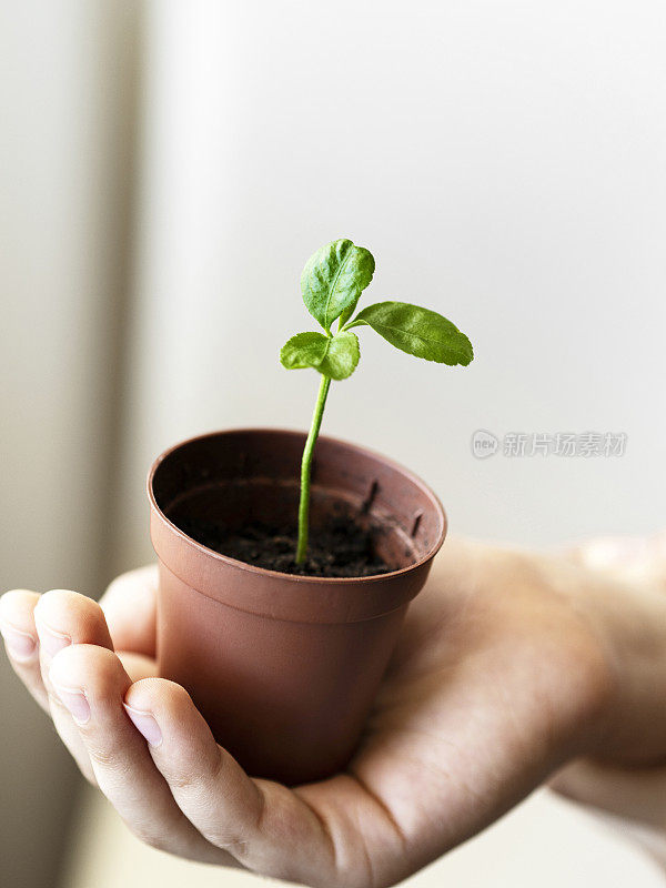 小儿抱秧苗，小儿抱秧苗，小儿手握绿芽叶生长，小儿手持花盆育苗。