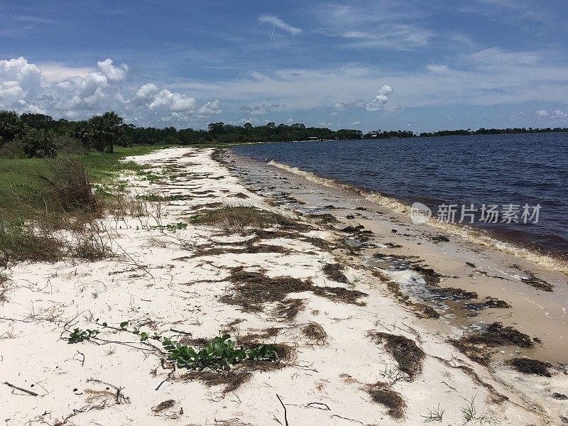 狭窄的海滩上有被冲上岸的水生植物和含鞣酸的海水