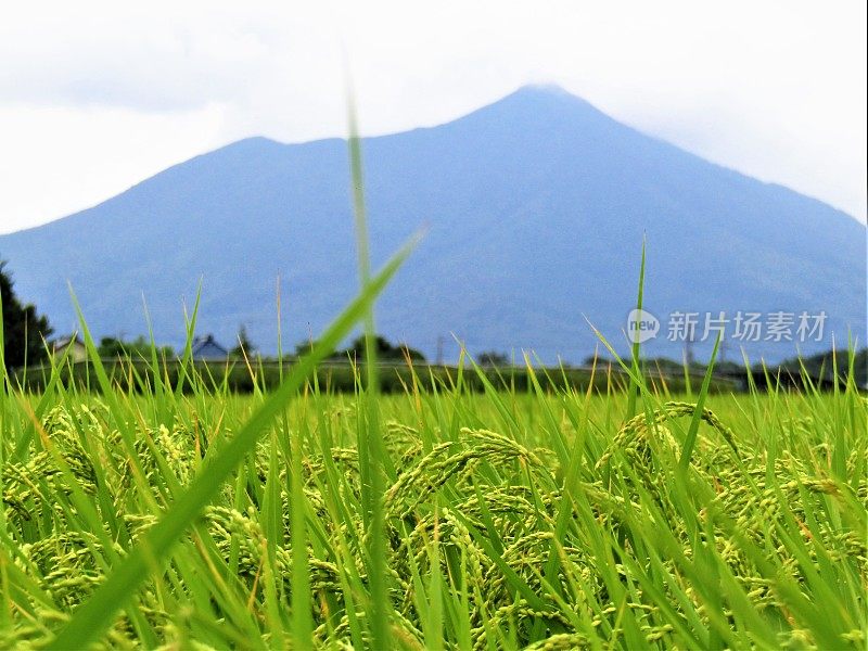 日本。8月。筑波山越过稻田。