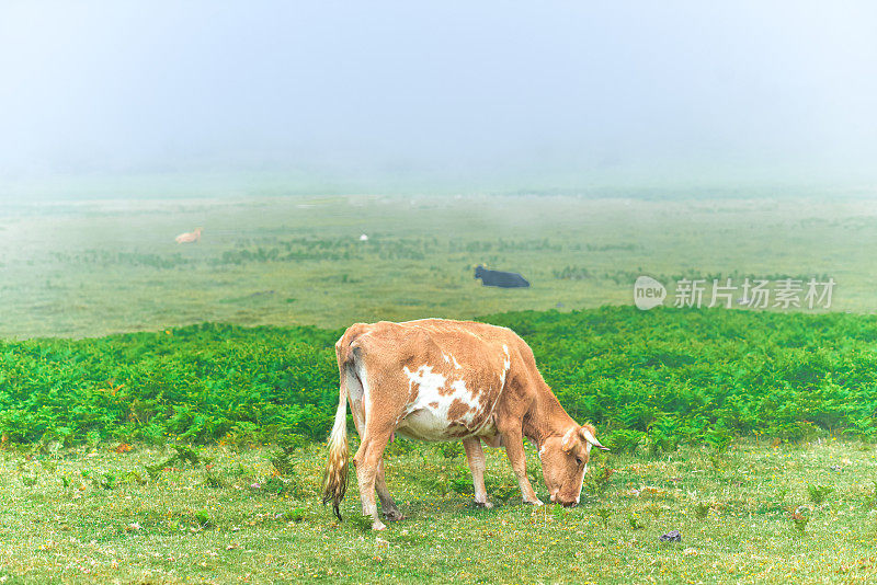 一头棕色斑点牛在自由地吃草